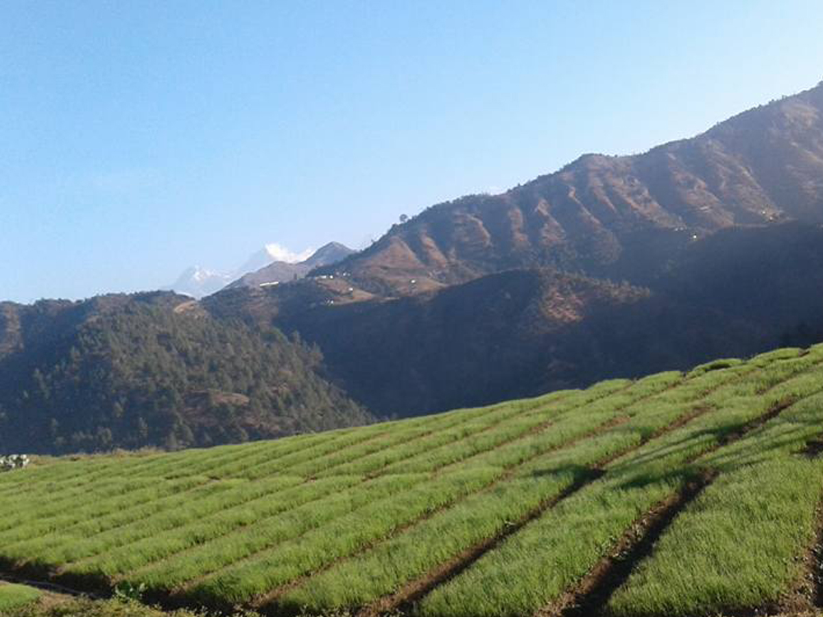 बैतडीमा प्याजको बेर्नाबाटै लाखौं आम्दानी